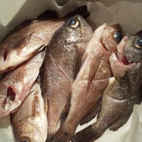 簡単なのに絶品 メバルの白ワイン蒸し レシピ 作り方 By きなp 楽天レシピ 簡単なのに絶品 メバルの白ワイン蒸し レシピ 作り方 By きなp 楽天レシピ